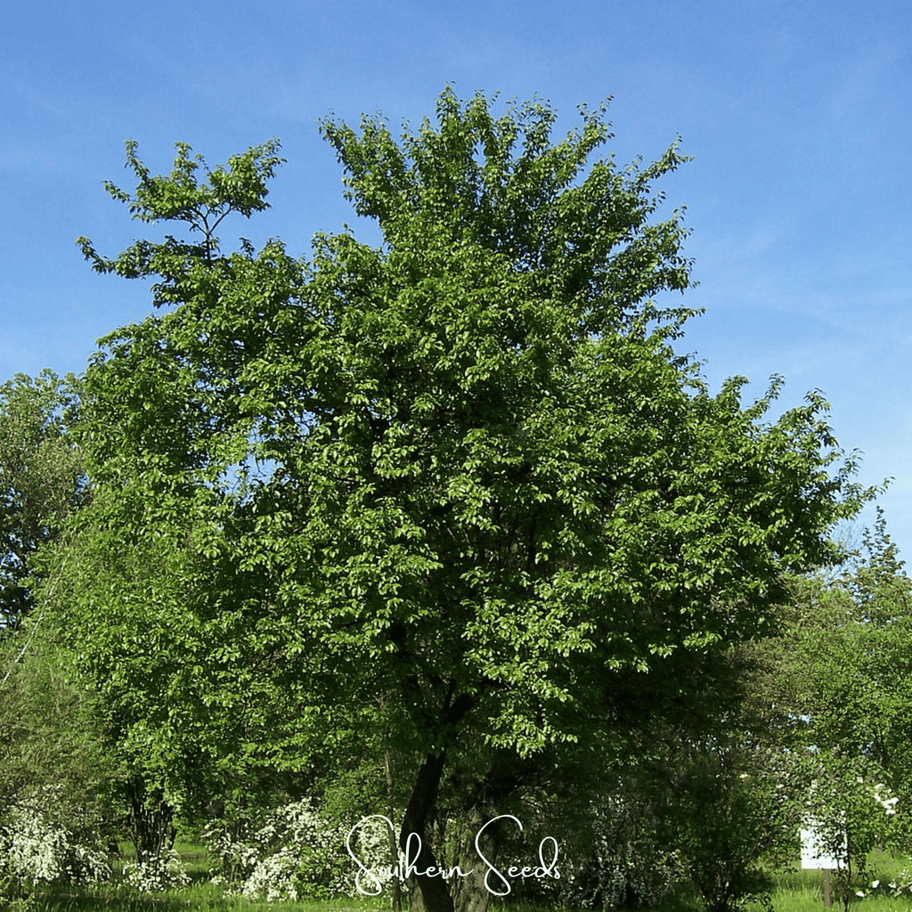 Cherry Plum – 5 Seeds Southern Seeds
