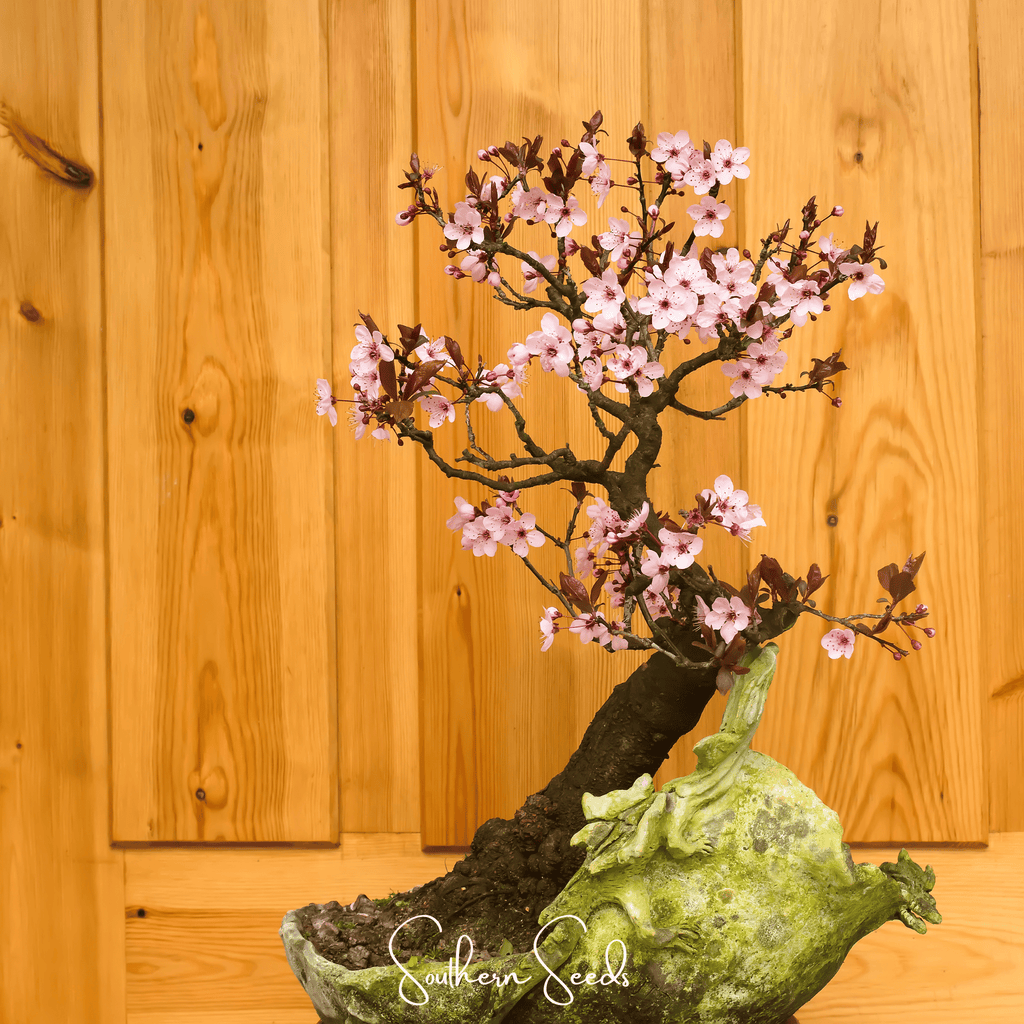 Cherry Plum – 5 Seeds Southern Seeds