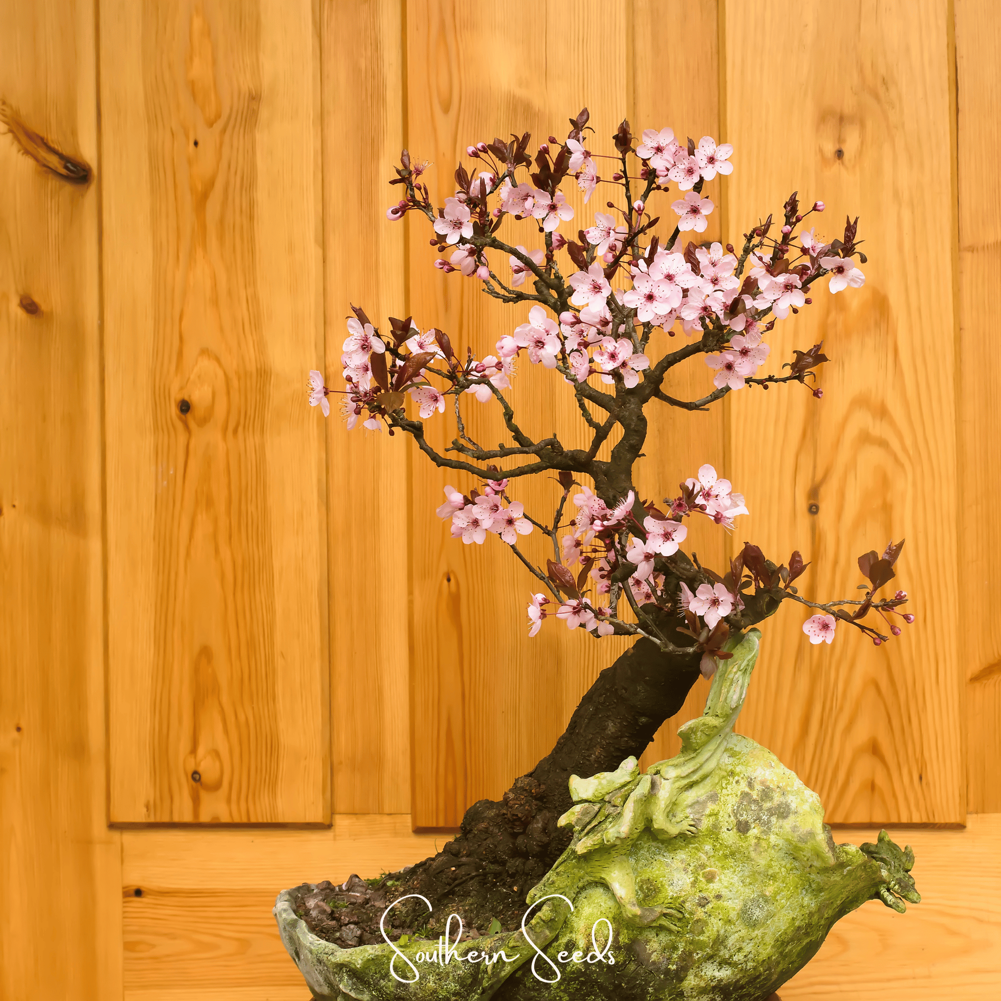 Cherry Plum – 5 Seeds Southern Seeds