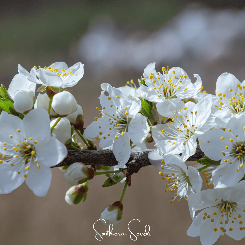 Cherry Plum – 5 Seeds Southern Seeds
