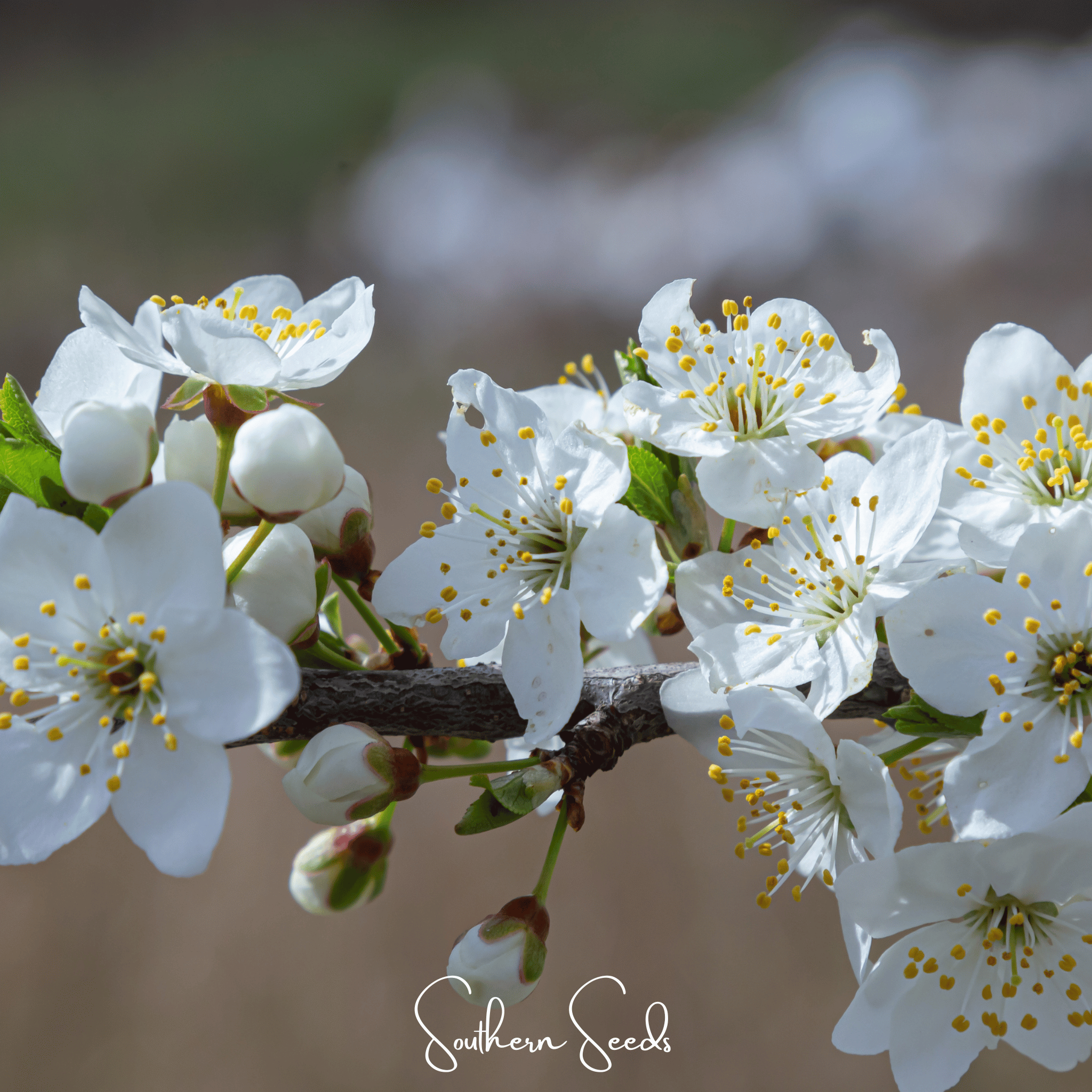 Cherry Plum – 5 Seeds Southern Seeds