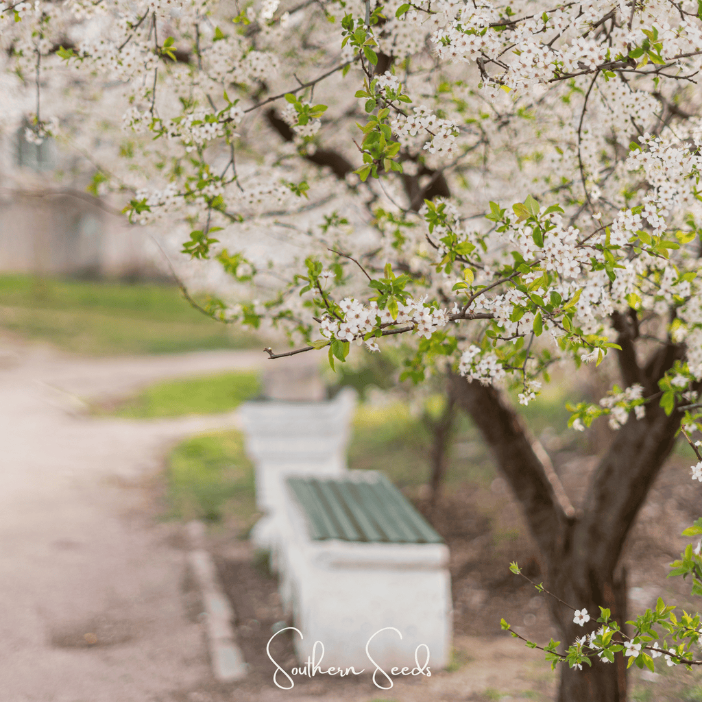 Cherry Plum – 5 Seeds Southern Seeds