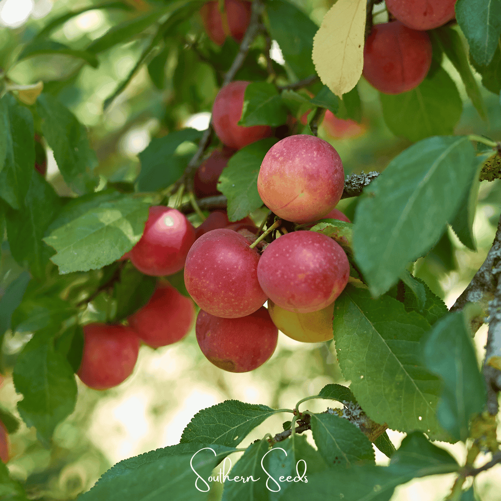Cherry Plum – 5 Seeds Southern Seeds