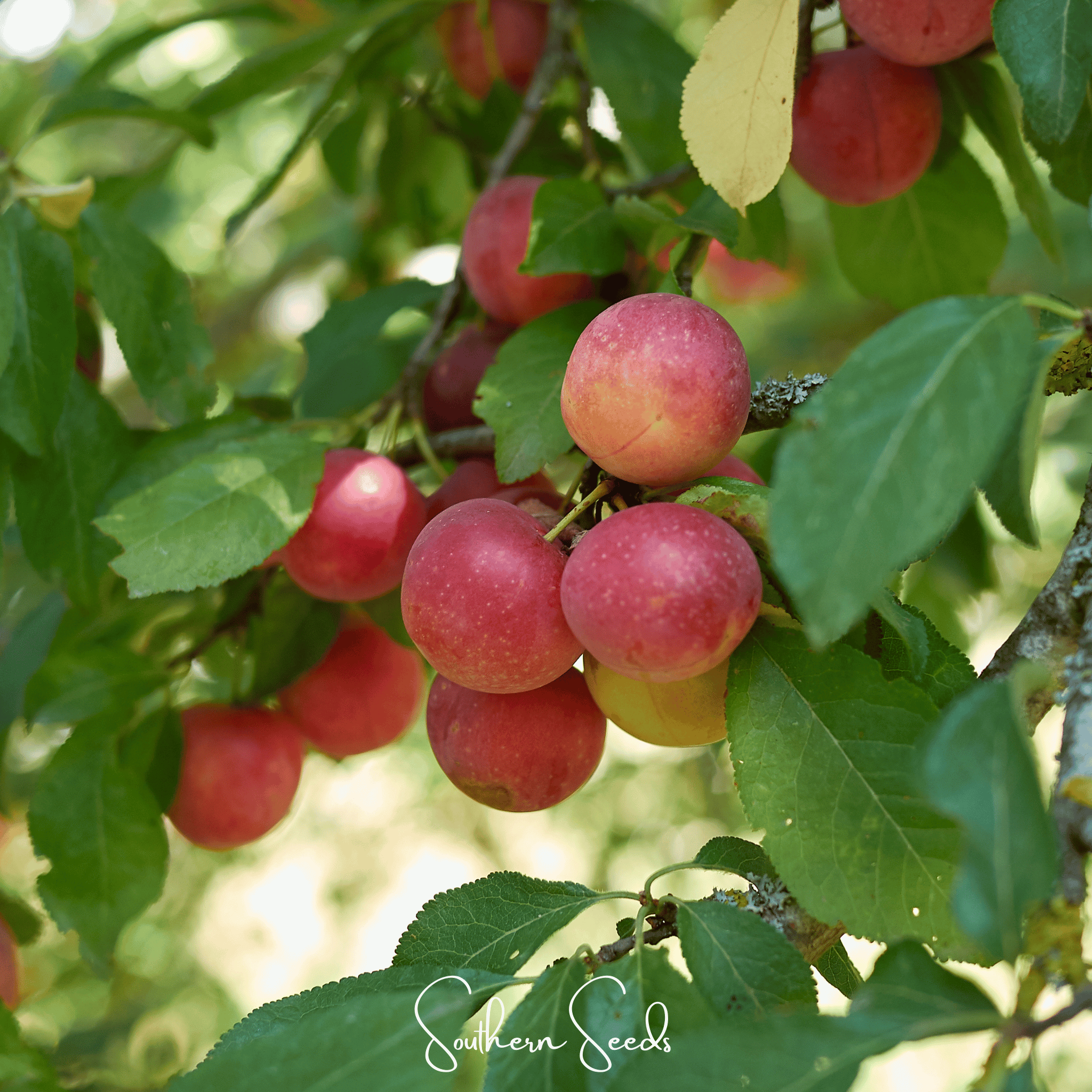 Cherry Plum – 5 Seeds Southern Seeds