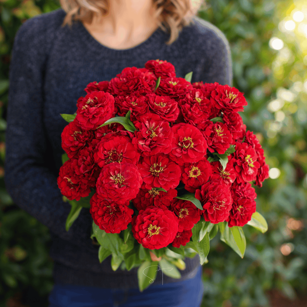 Cherry Queen Zinnia – 100 Seeds Southern Seeds