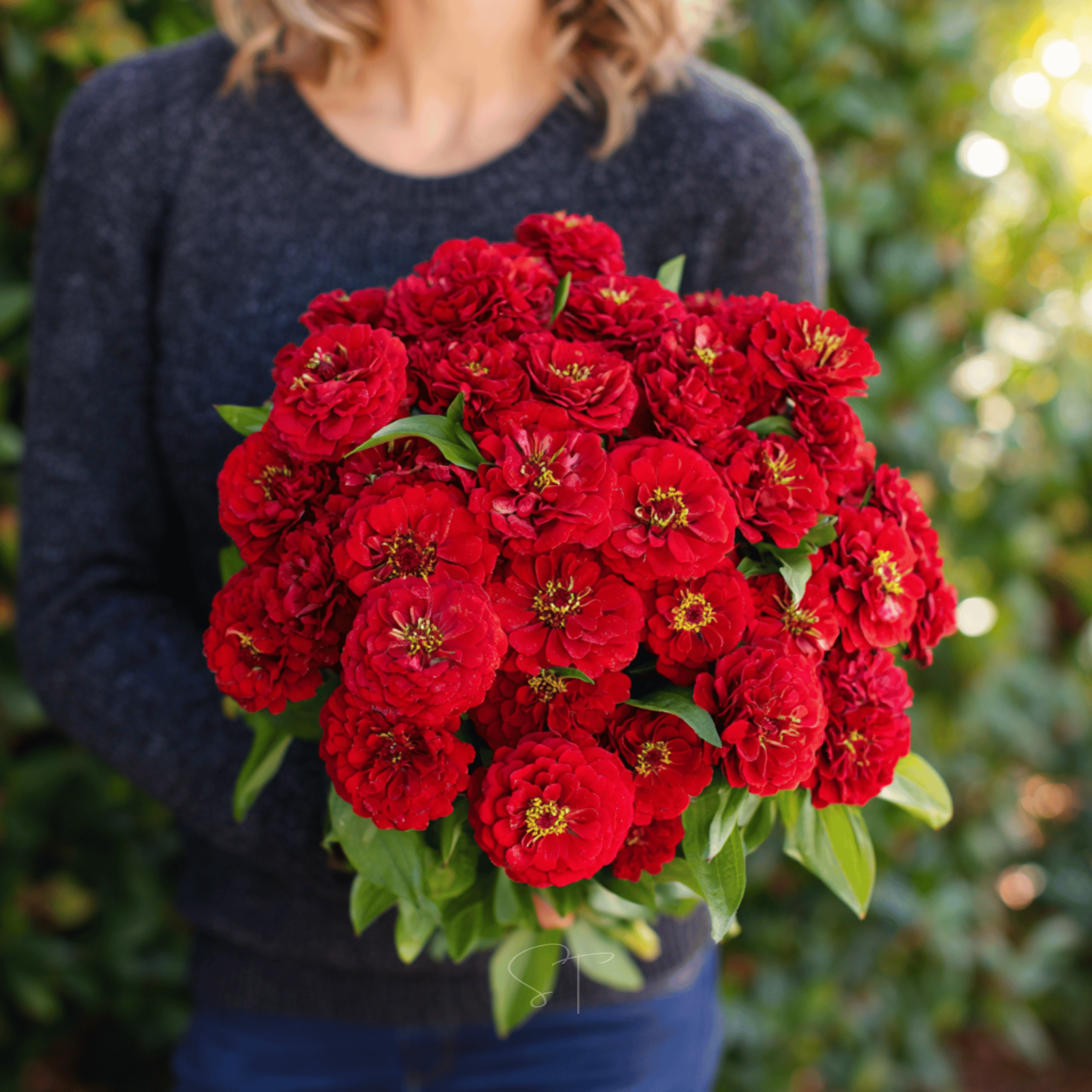 Cherry Queen Zinnia – 100 Seeds Southern Seeds