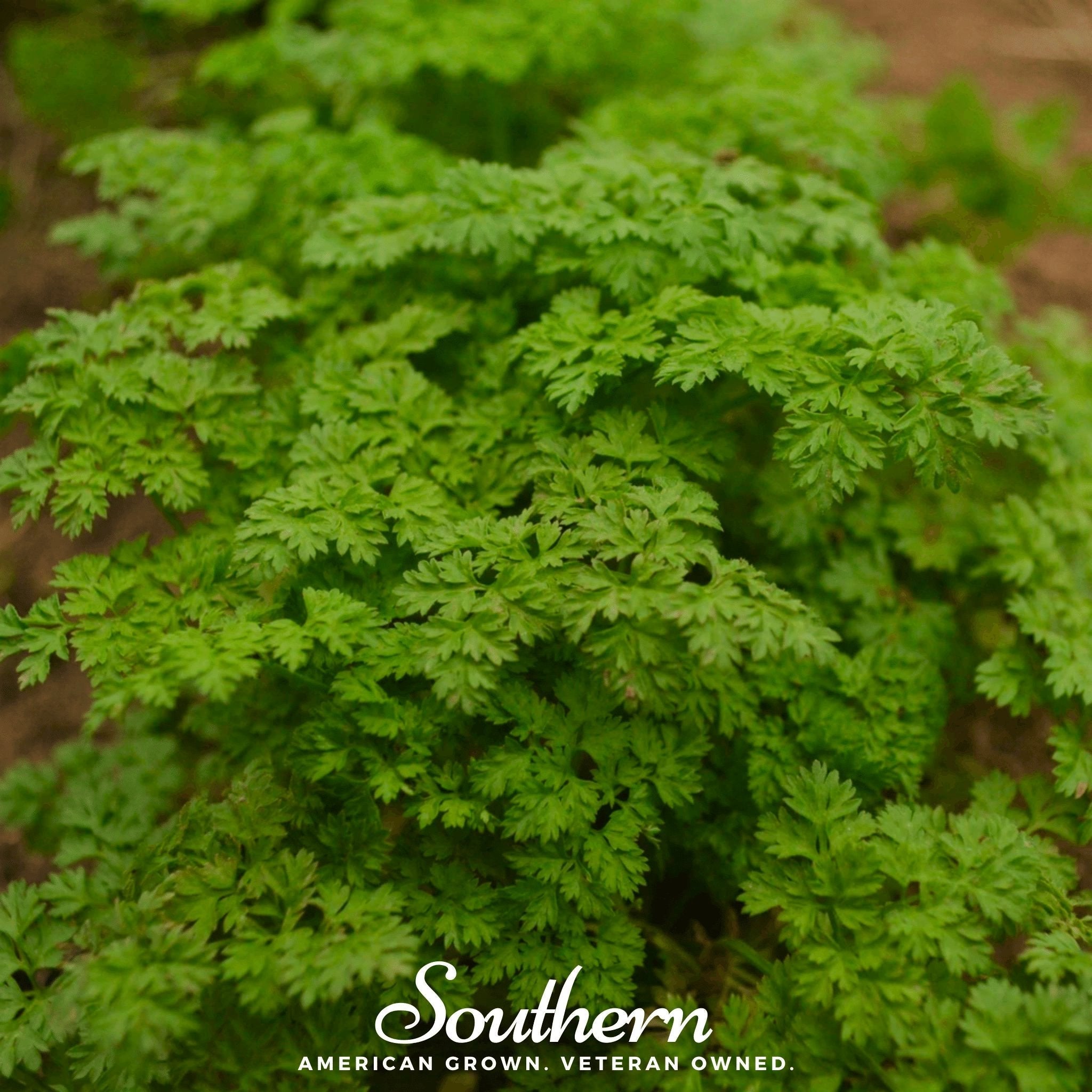Curled Chervil – 200 Seeds Southern Seeds
