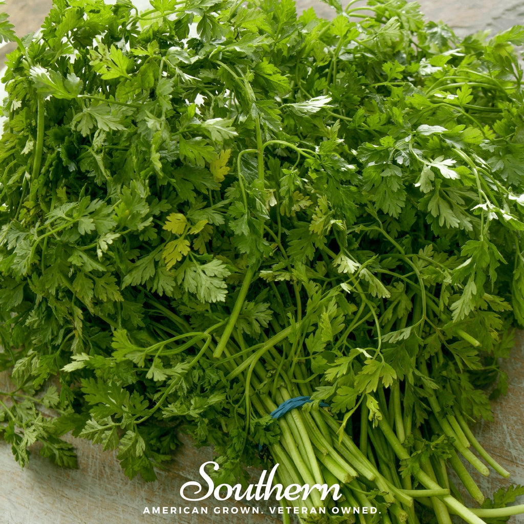 Curled Chervil – 200 Seeds Southern Seeds