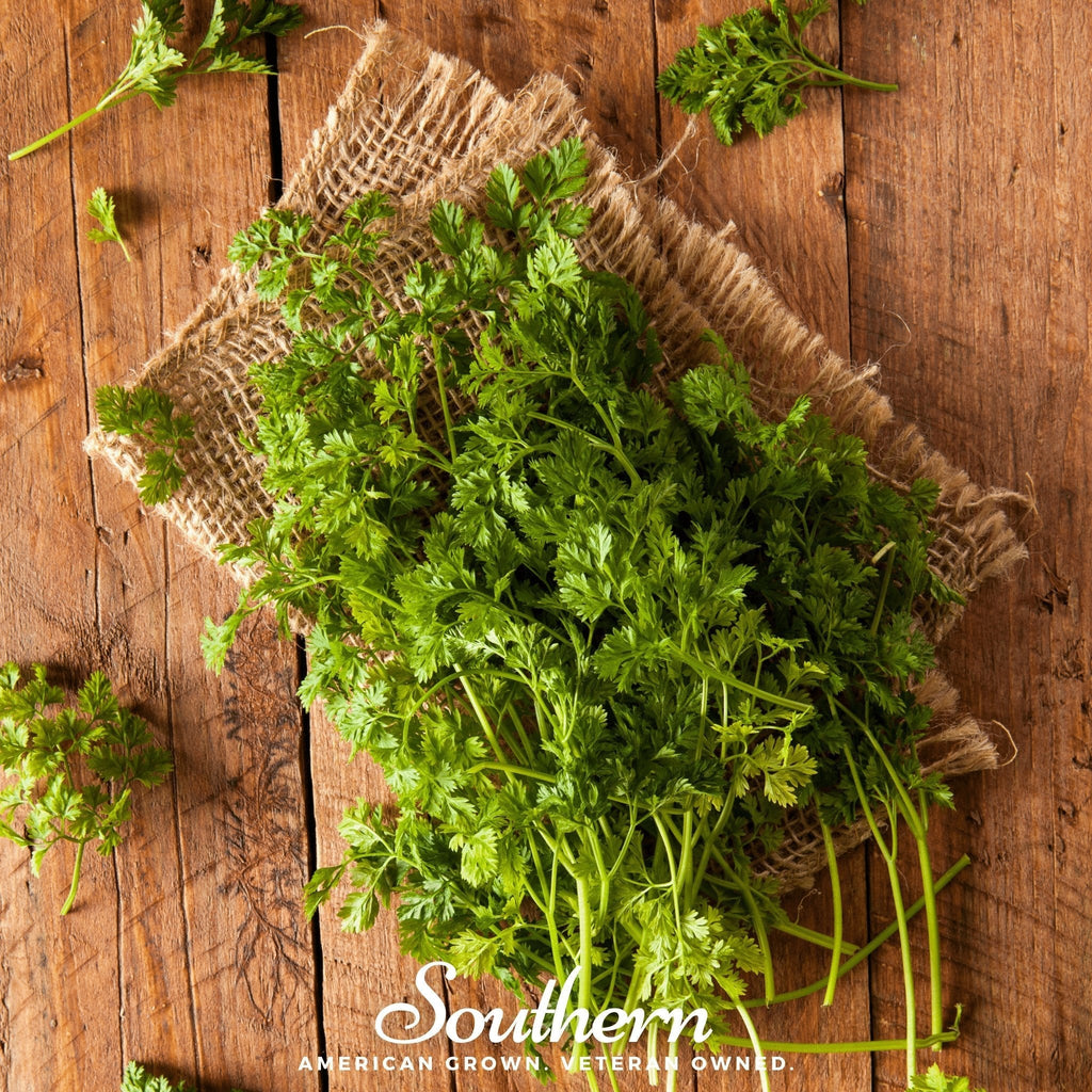 Curled Chervil – 200 Seeds Southern Seeds