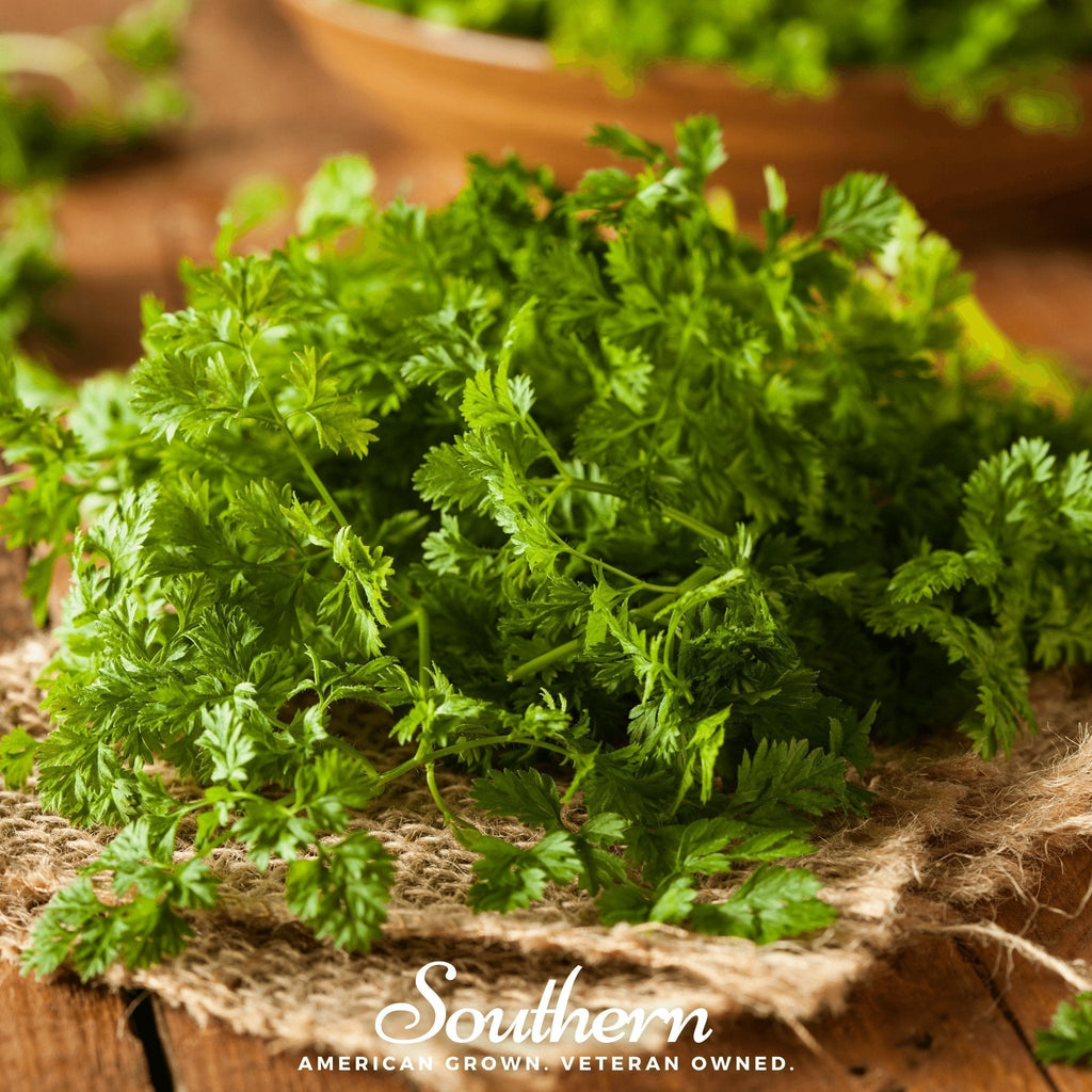 Curled Chervil – 200 Seeds Southern Seeds