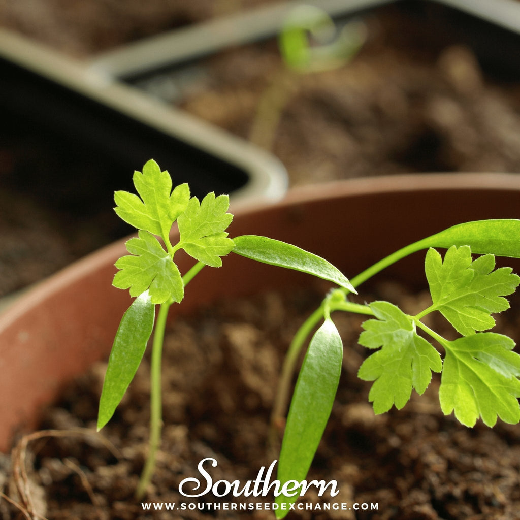 Flat Chervil – 200 Seeds Southern Seeds