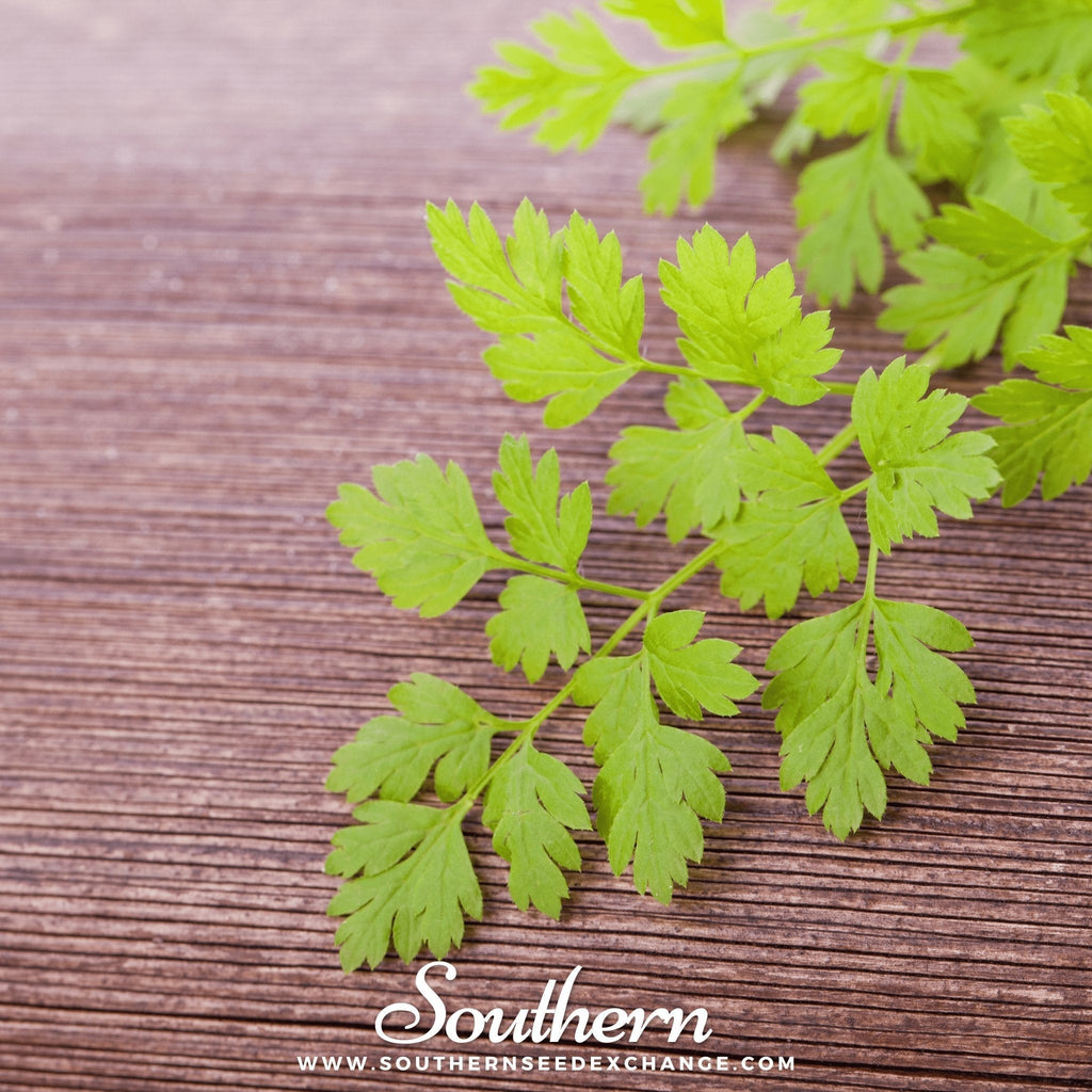 Flat Chervil – 200 Seeds Southern Seeds