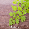 Flat Chervil – 200 Seeds Southern Seeds