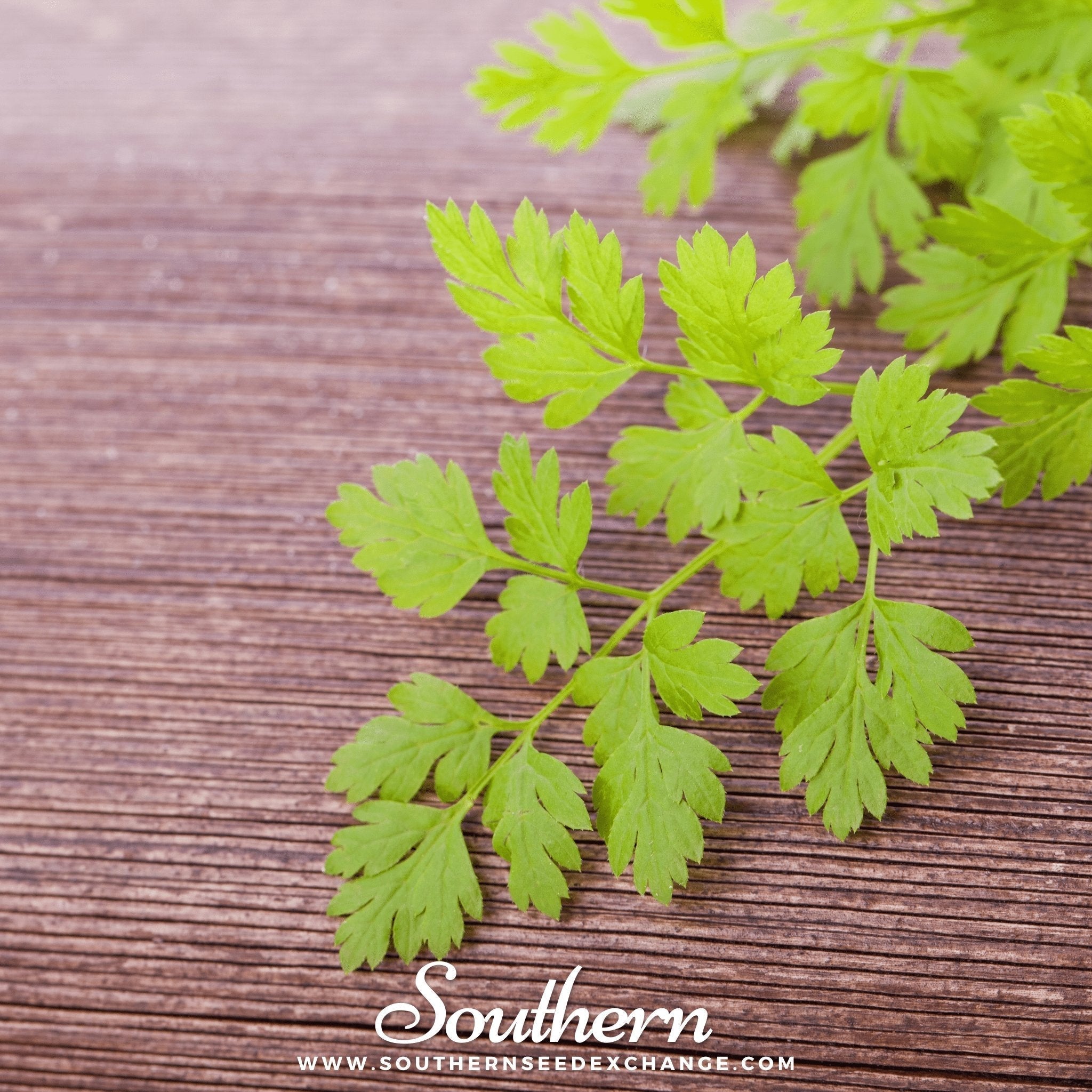 Flat Chervil – 200 Seeds Southern Seeds