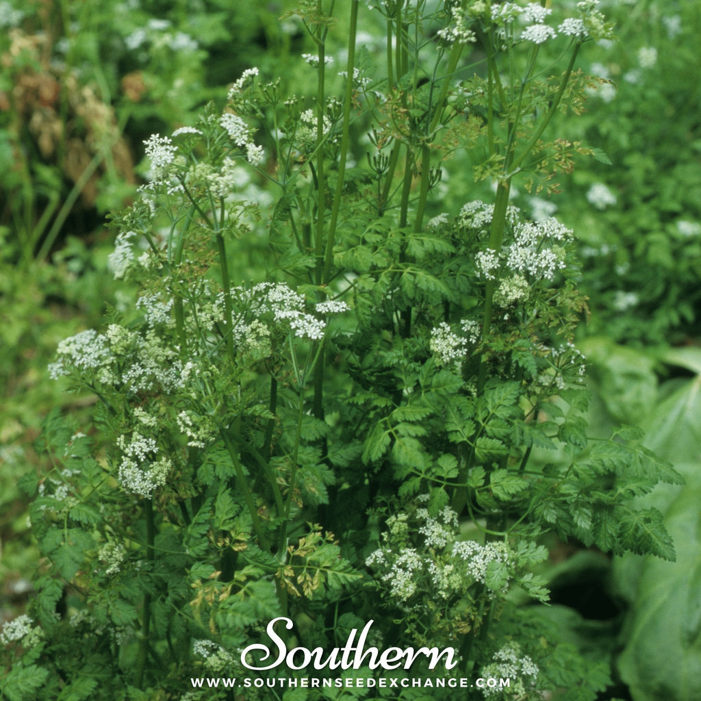 Flat Chervil – 200 Seeds Southern Seeds