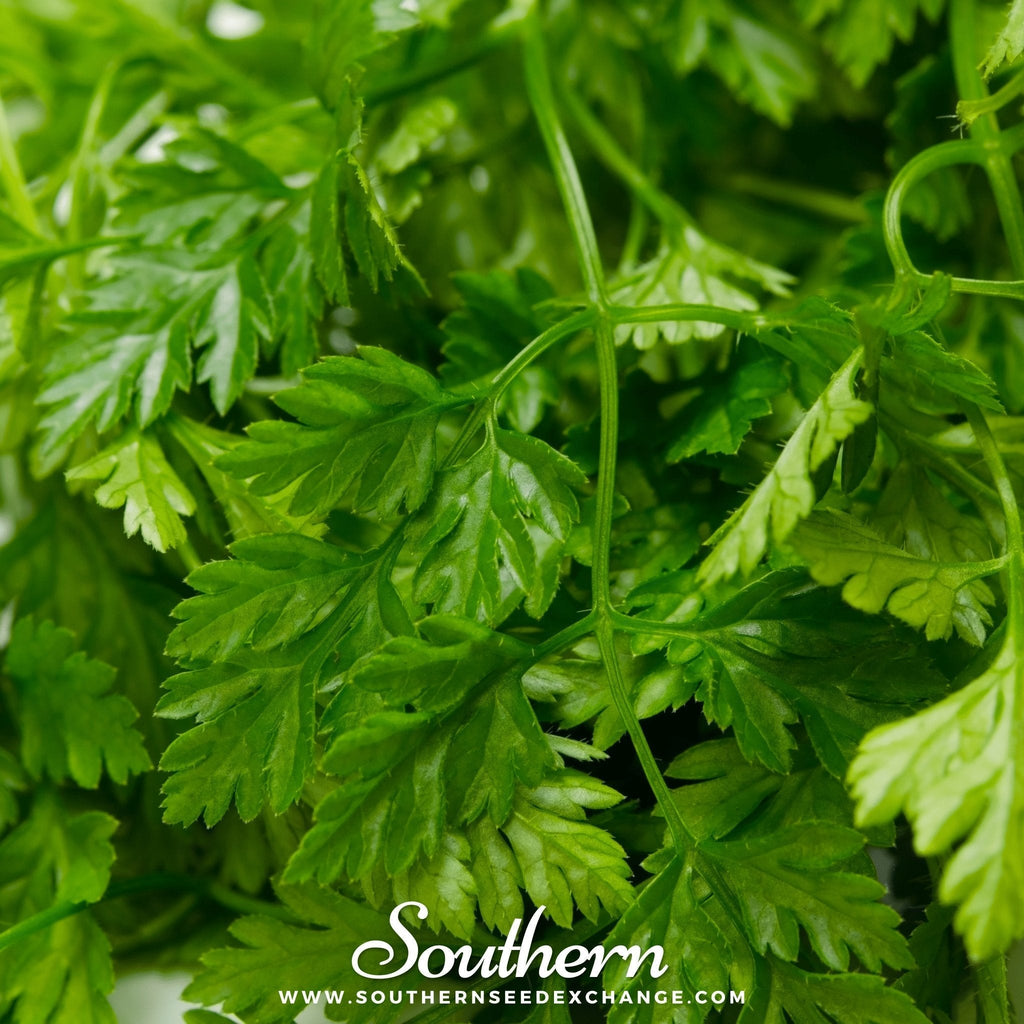 Flat Chervil – 200 Seeds Southern Seeds