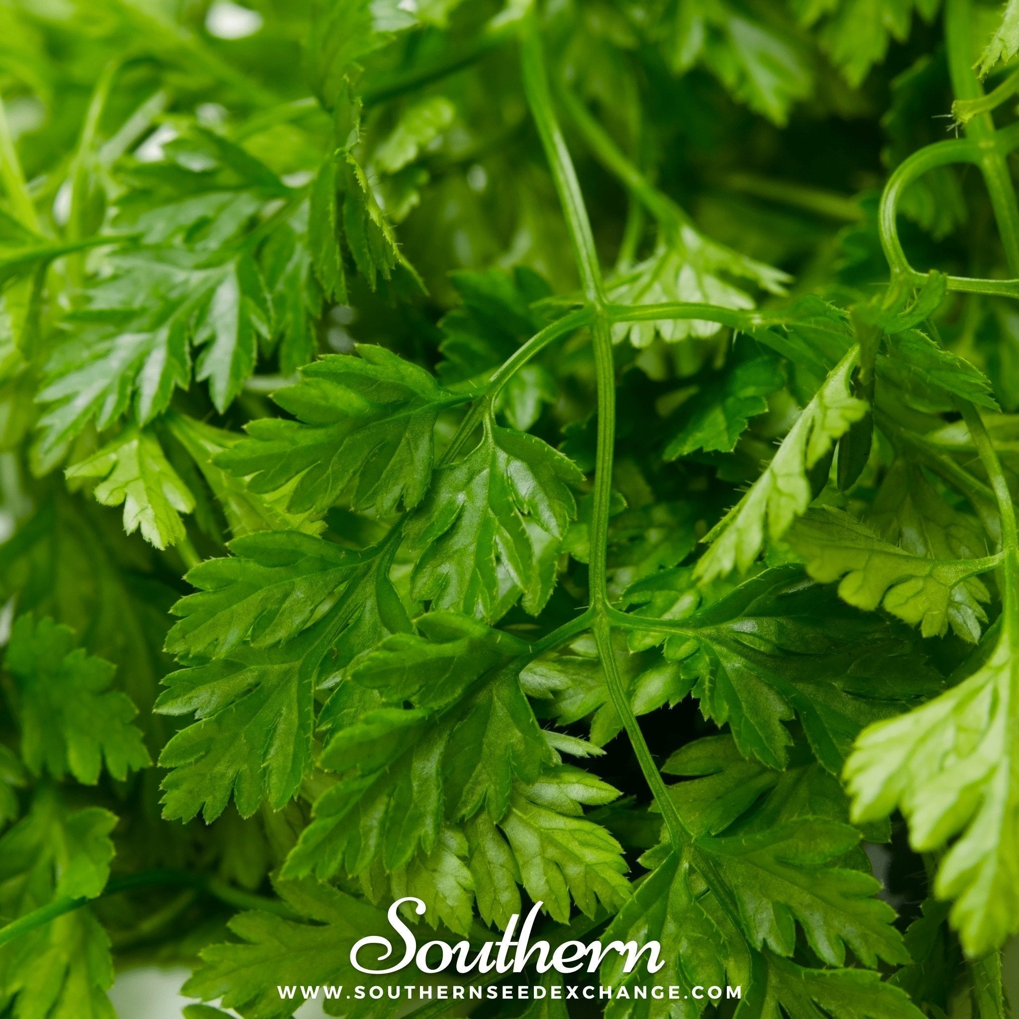 Flat Chervil – 200 Seeds Southern Seeds
