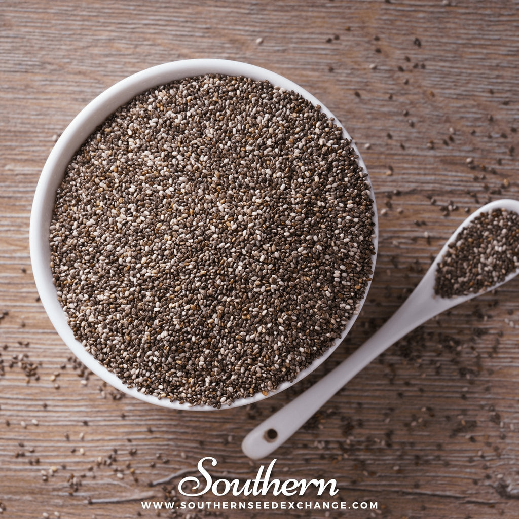 Chia – 250 Seeds Southern Seeds