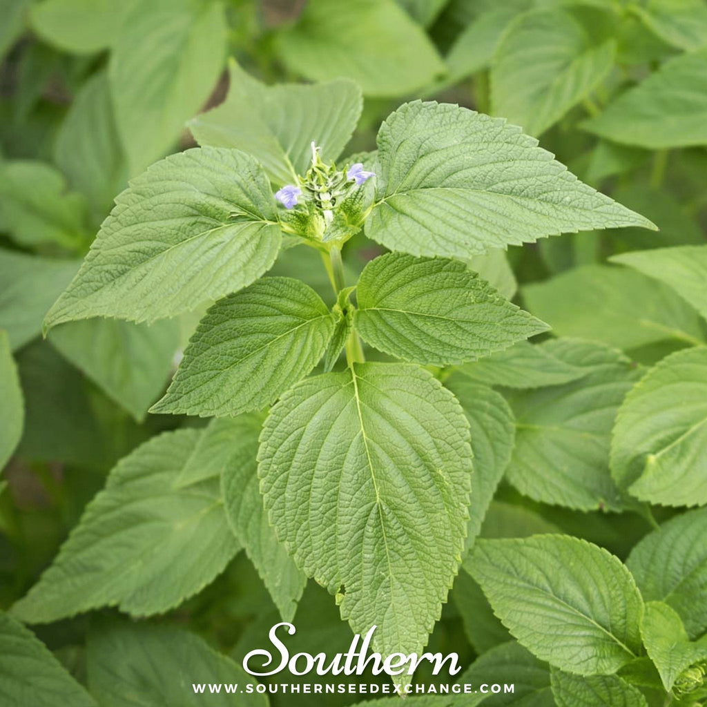 Chia – 250 Seeds Southern Seeds