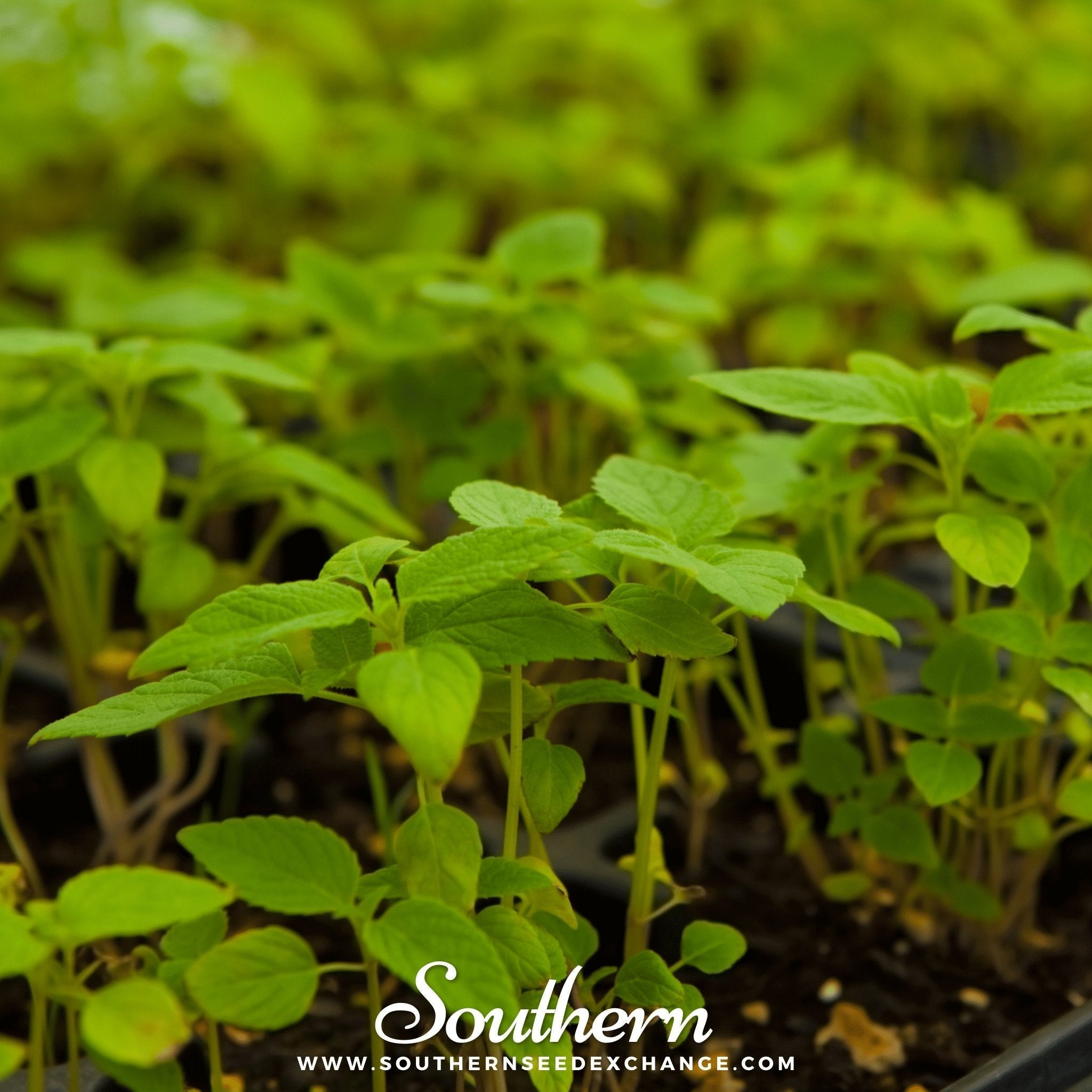 Chia – 250 Seeds Southern Seeds