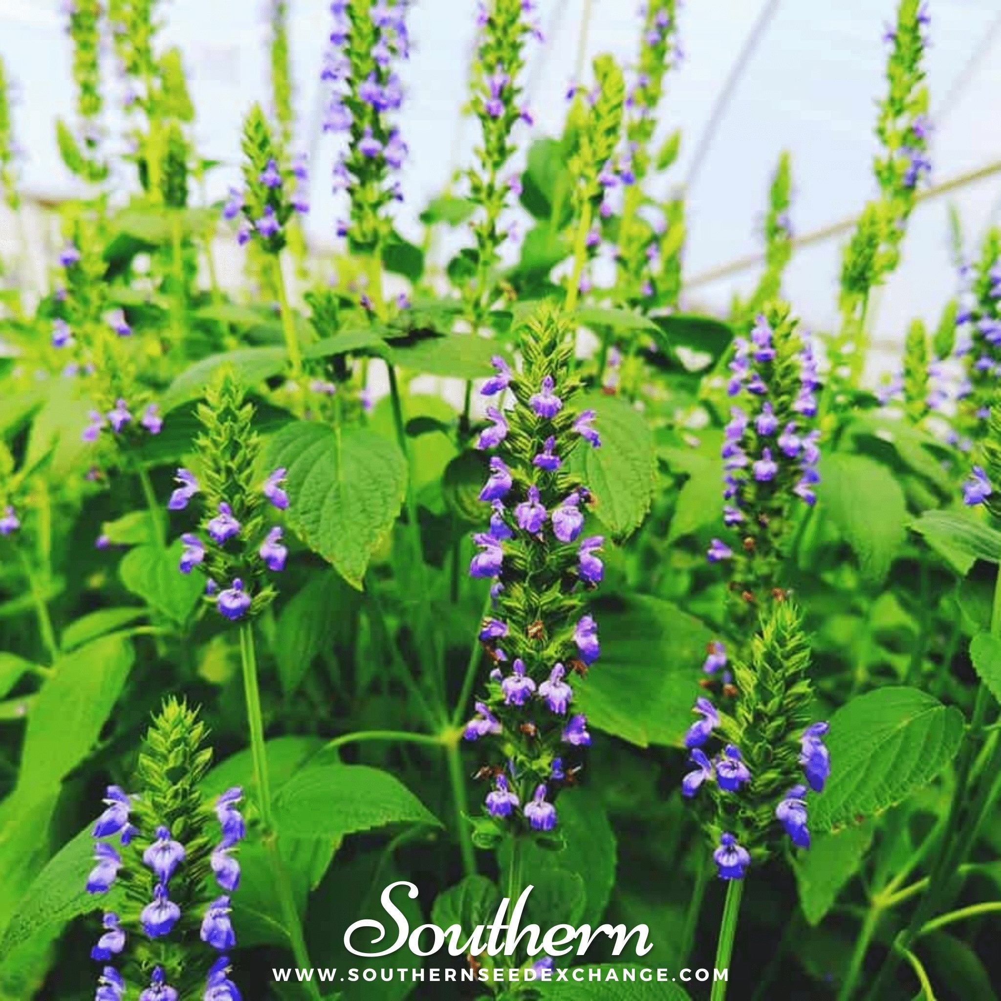 Chia – 250 Seeds Southern Seeds