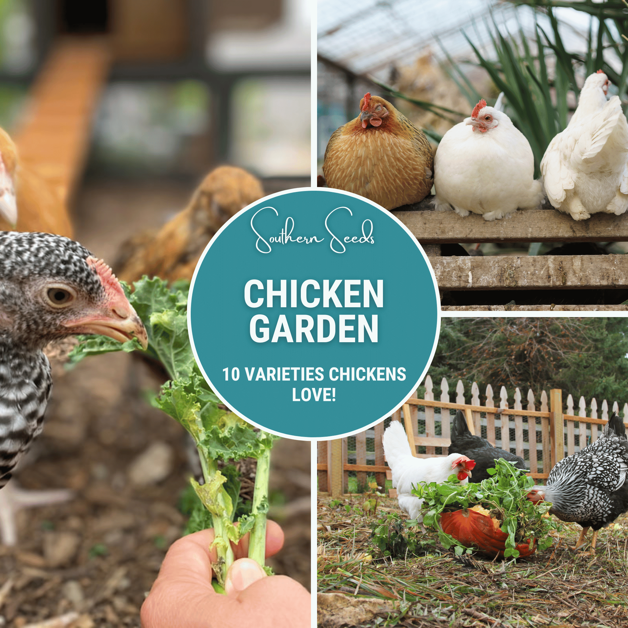 Chicken Treats Seed Collection – 10 Varieties Southern Seeds