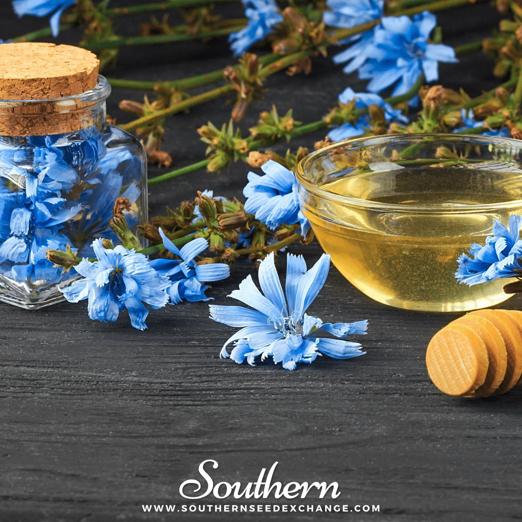 Chicory – 200 Seeds Southern Seeds