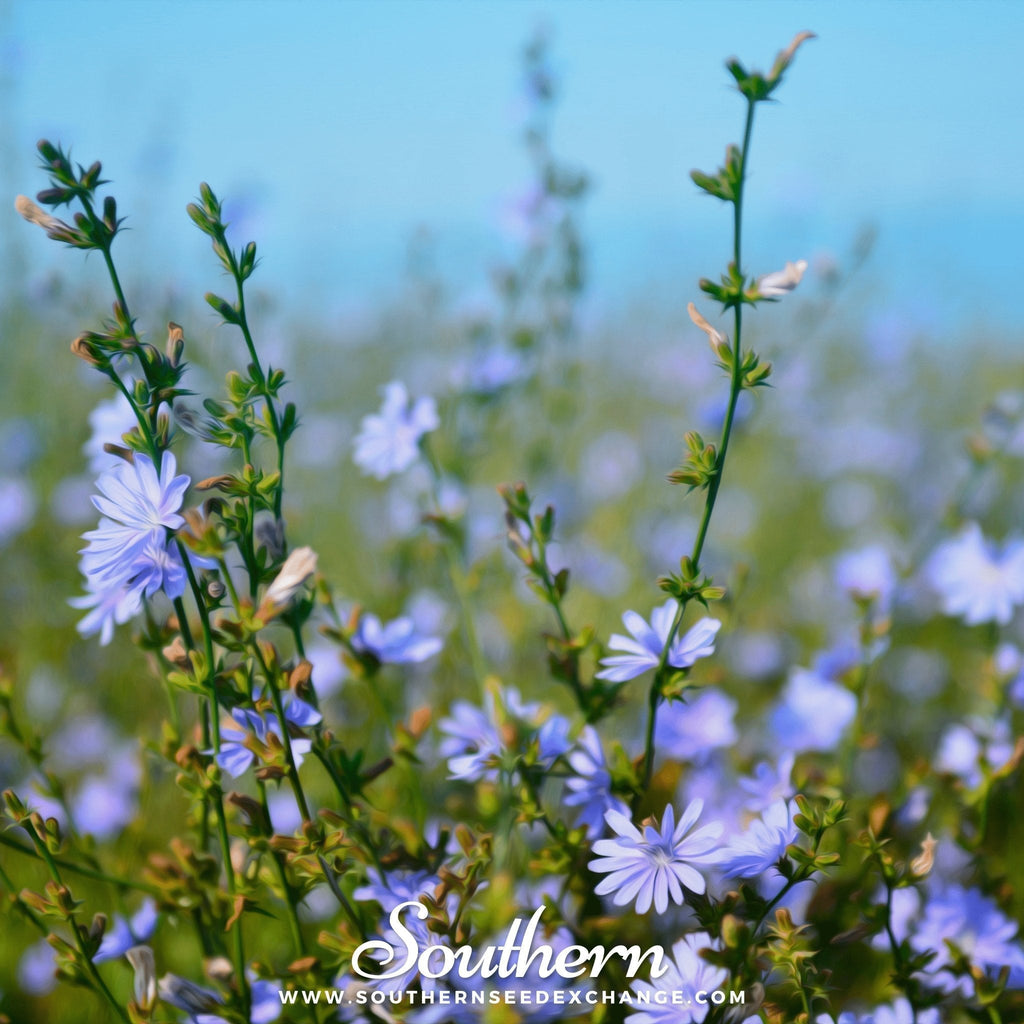 Chicory – 200 Seeds Southern Seeds