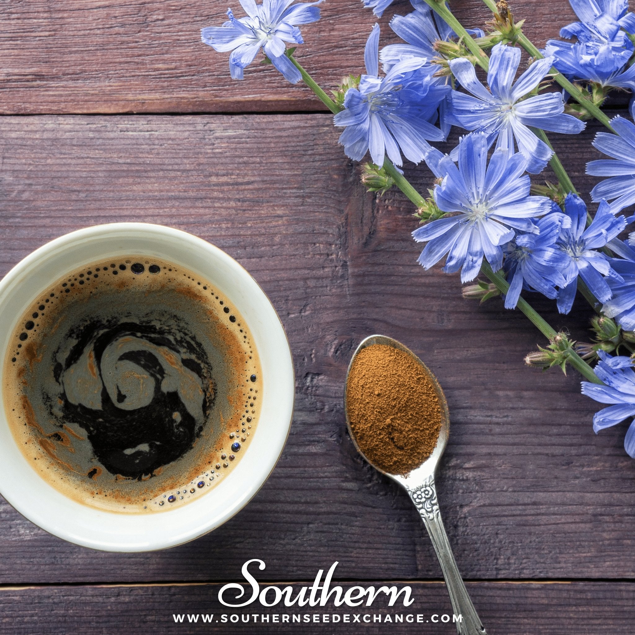 Chicory – 200 Seeds Southern Seeds