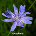 Chicory – 200 Seeds Southern Seeds