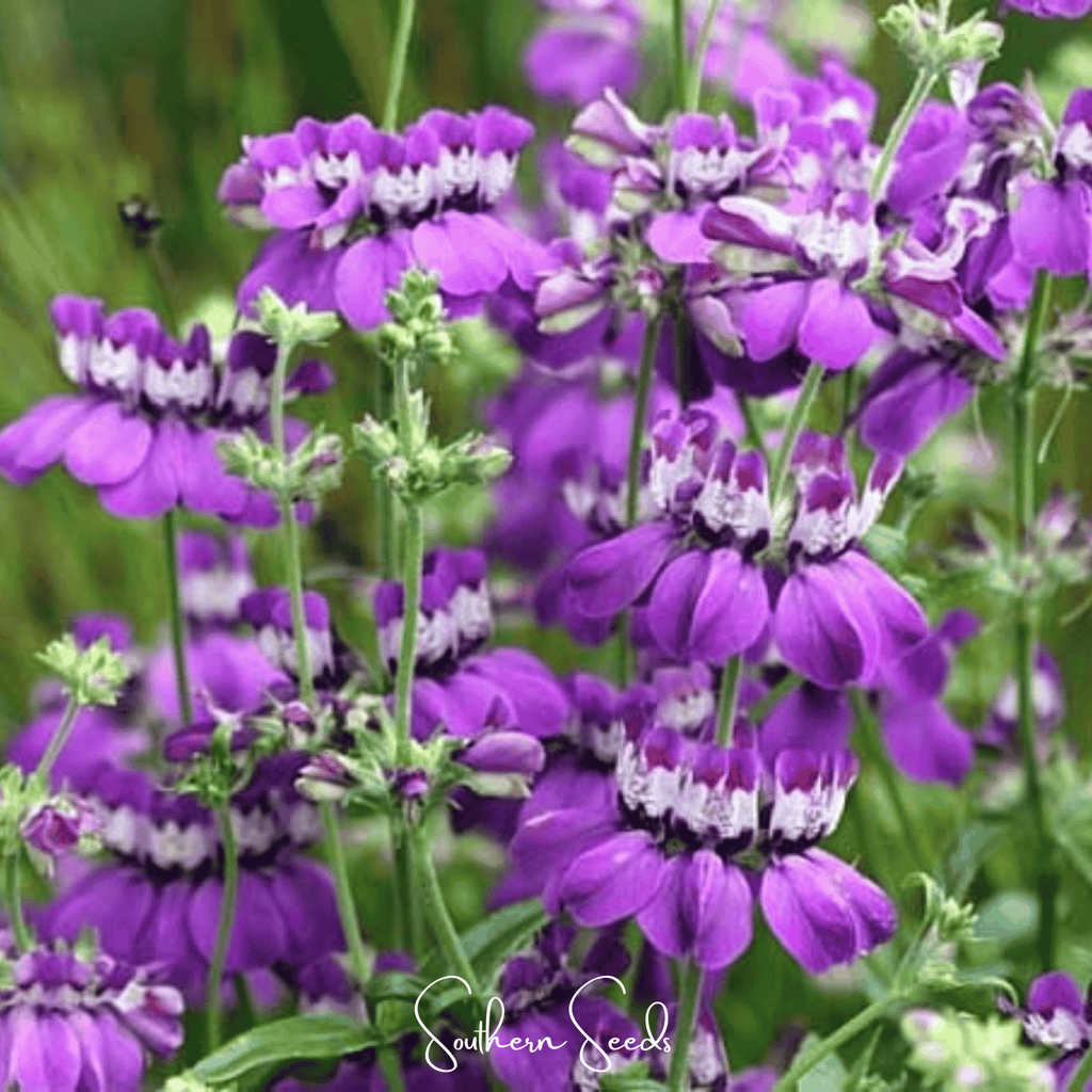 Chinese House - Innocence  – 100 Seeds Southern Seeds