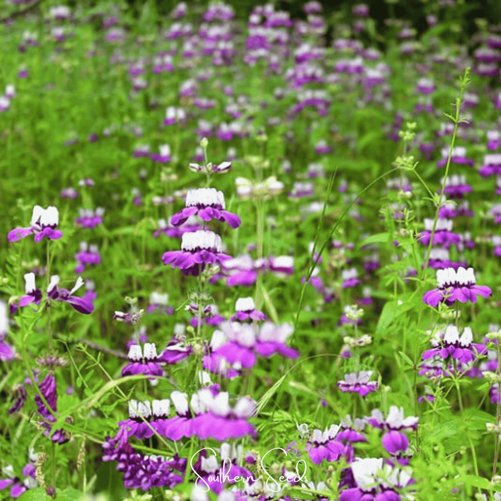 Chinese House - Innocence  – 100 Seeds Southern Seeds