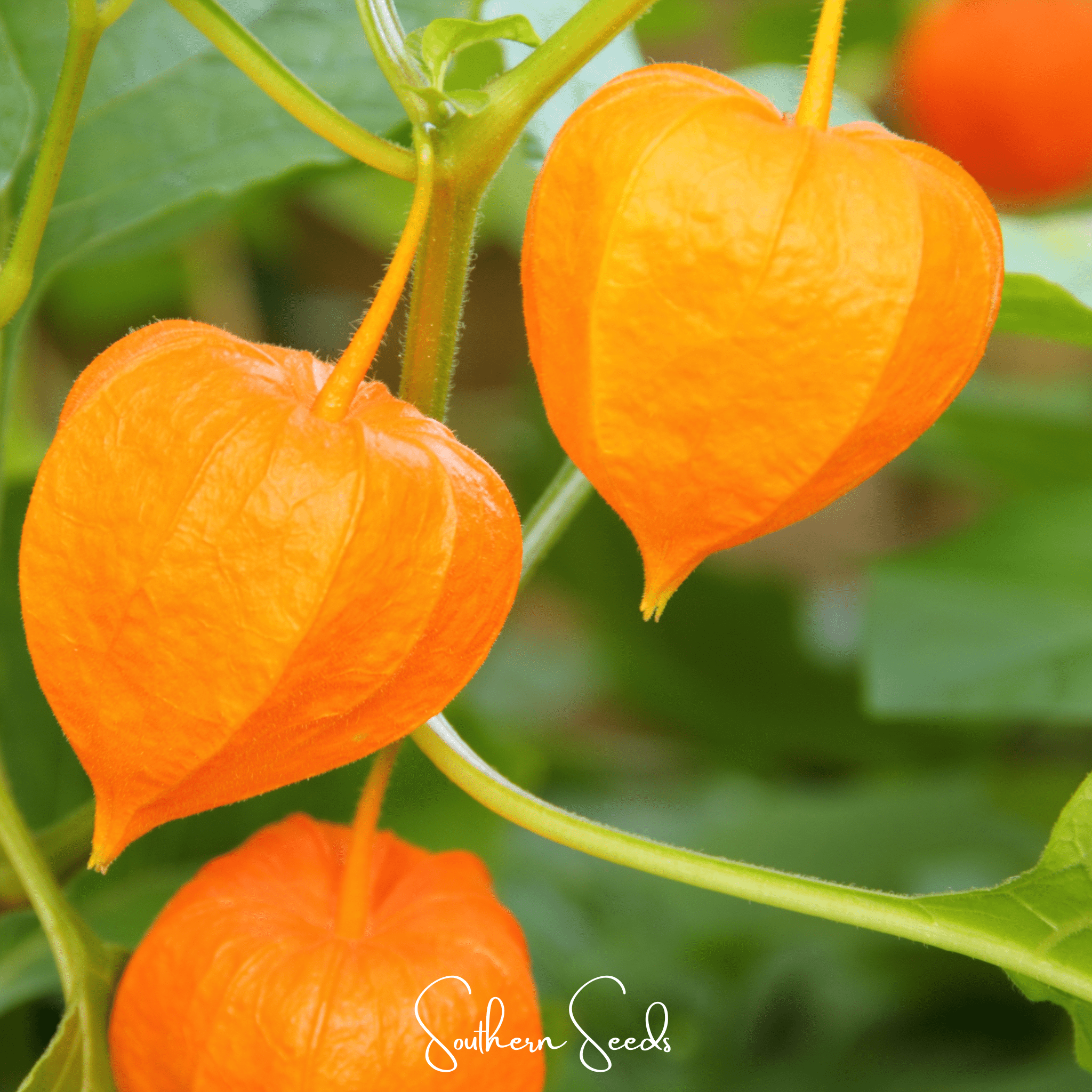 Chinese Lantern – 50 Seeds Southern Seeds