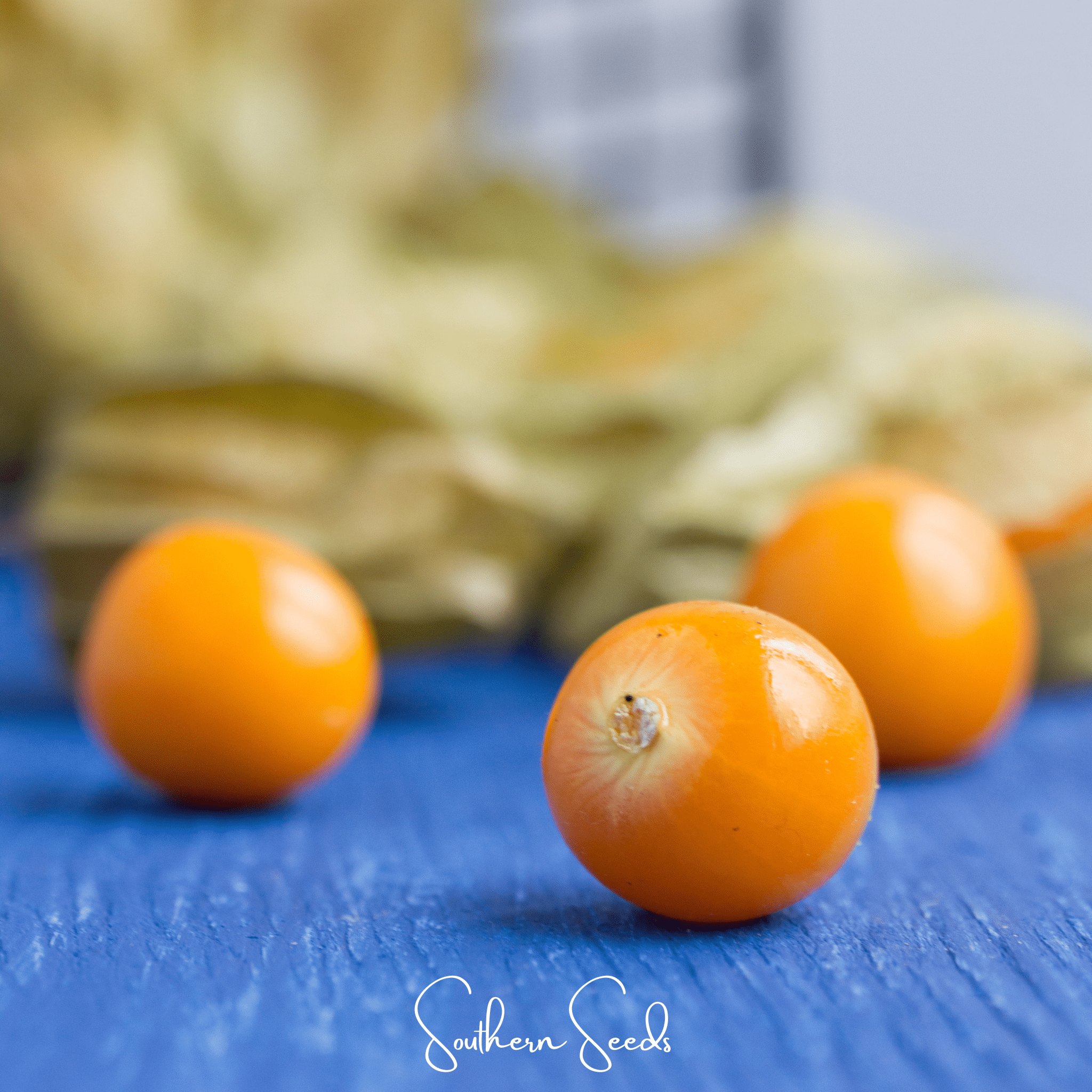 Chinese Lantern – 50 Seeds Southern Seeds