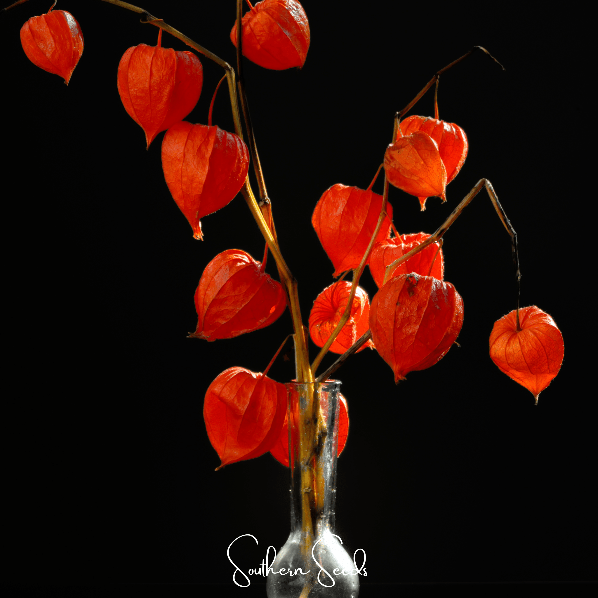 Chinese Lantern – 50 Seeds Southern Seeds