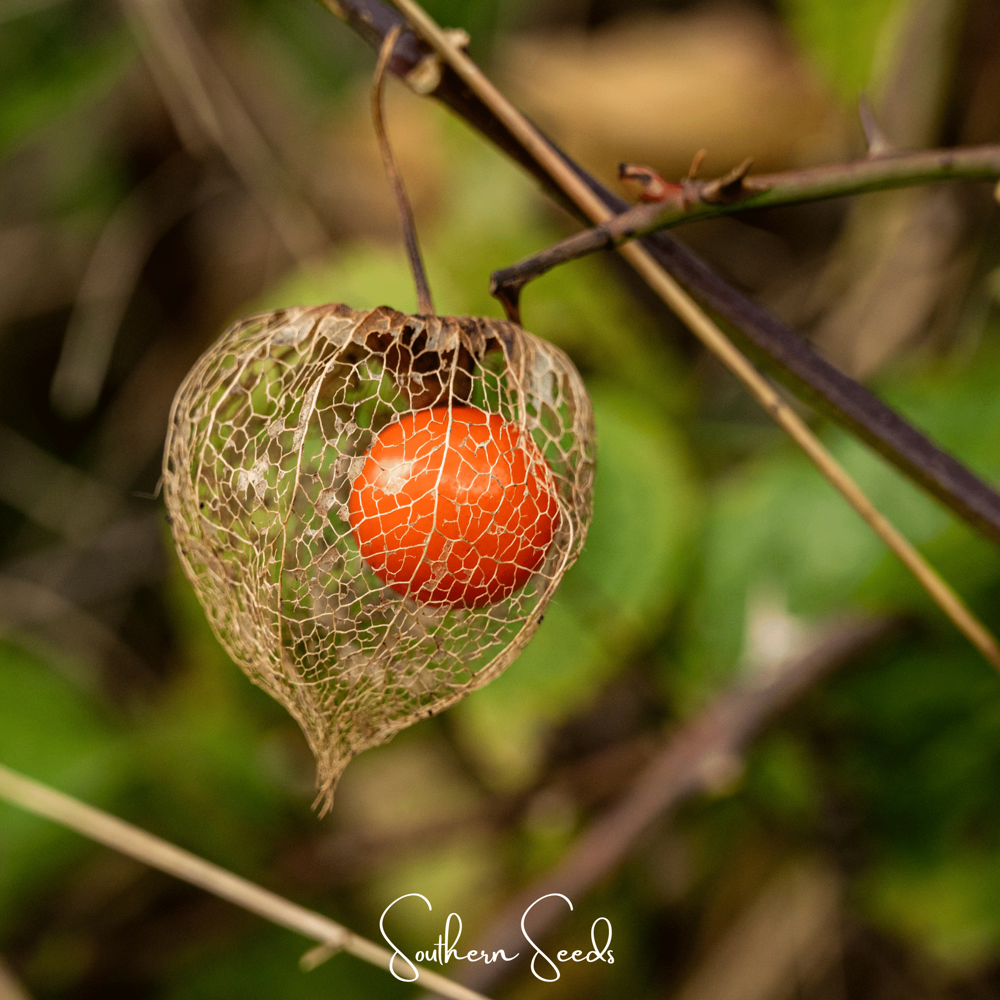 Chinese Lantern – 50 Seeds Southern Seeds