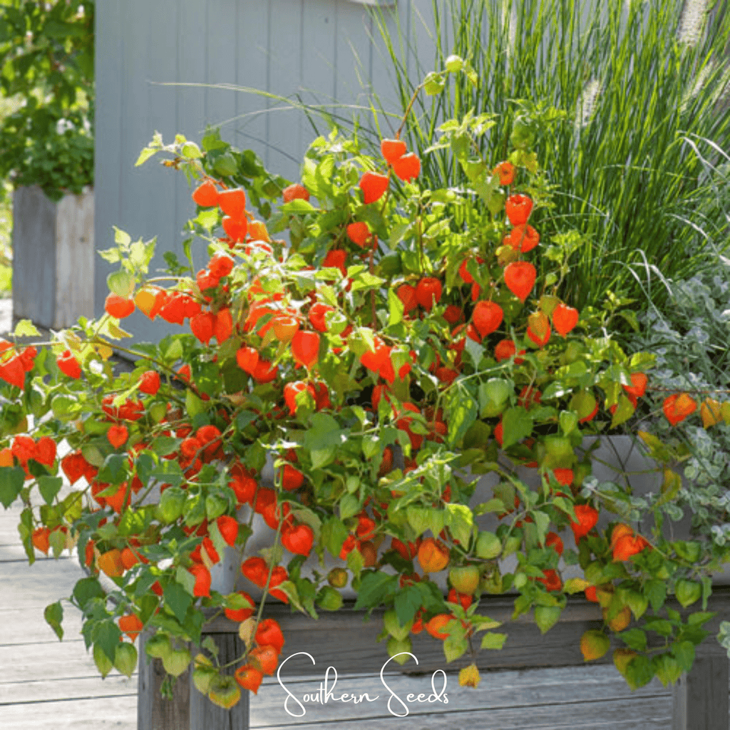 Chinese Lantern – 50 Seeds Southern Seeds