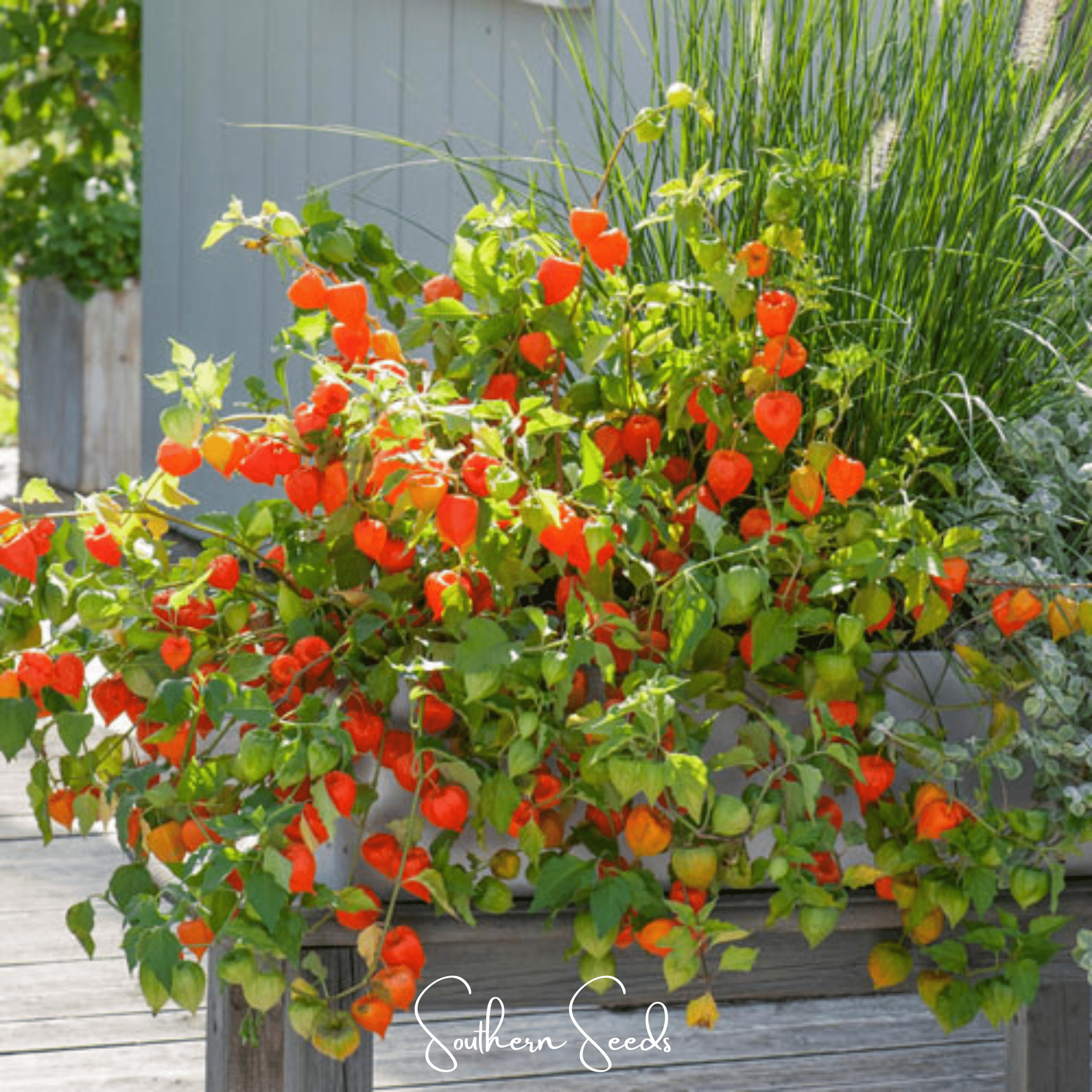 Chinese Lantern – 50 Seeds Southern Seeds
