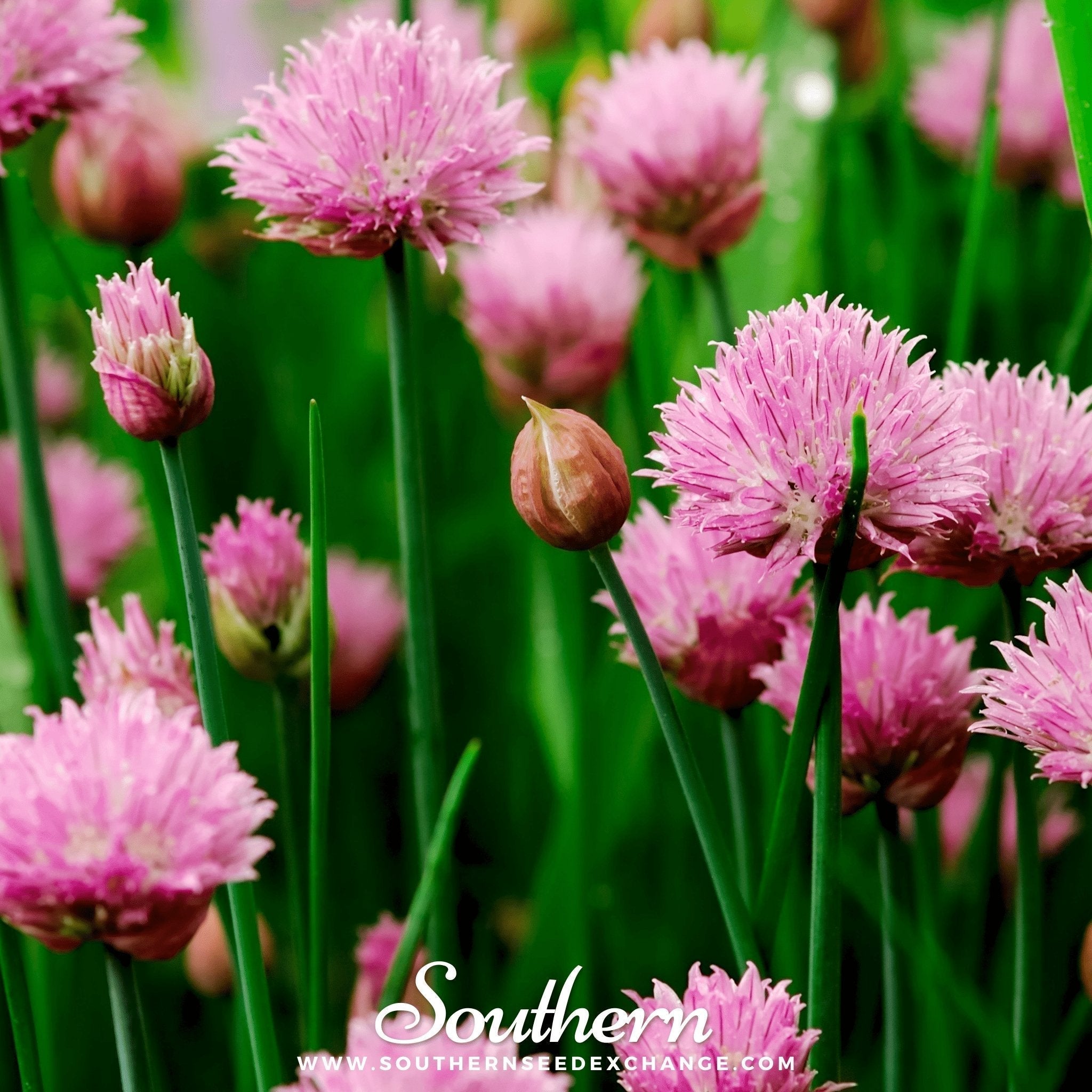 Chives – 100 Seeds Southern Seeds