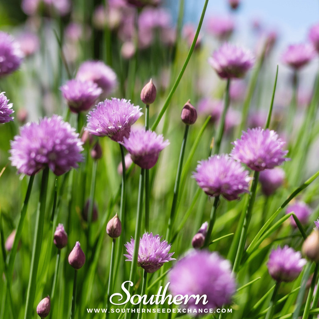 Chives – 100 Seeds Southern Seeds