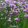 Chives – 100 Seeds Southern Seeds