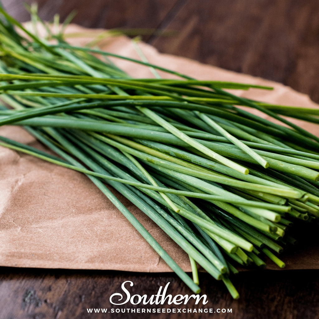Chives – 100 Seeds Southern Seeds