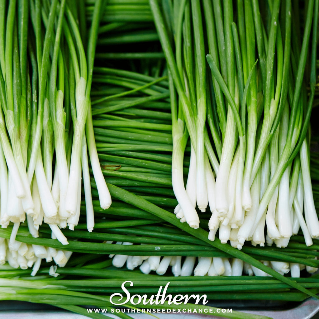 Garlic Chives – 250 Seeds Southern Seeds