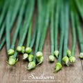 Garlic Chives – 250 Seeds Southern Seeds