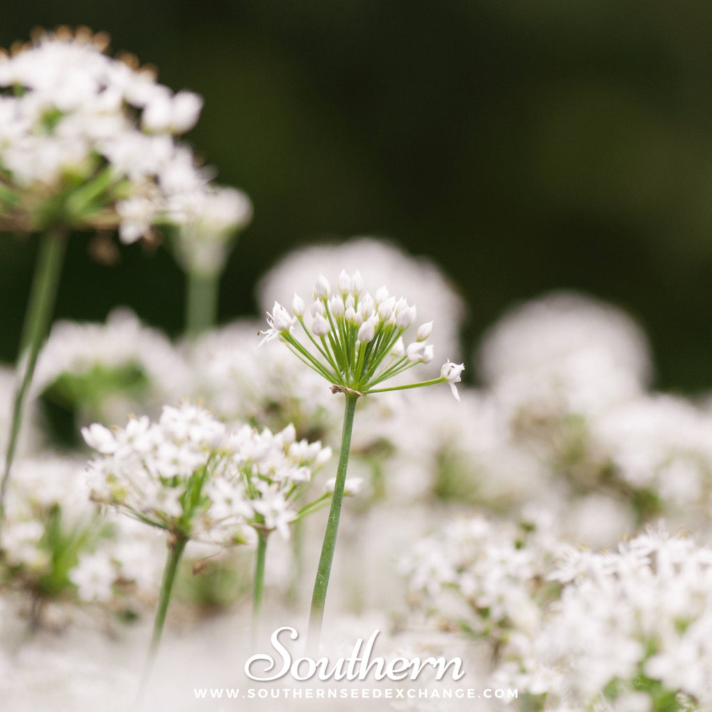Garlic Chives – 250 Seeds Southern Seeds