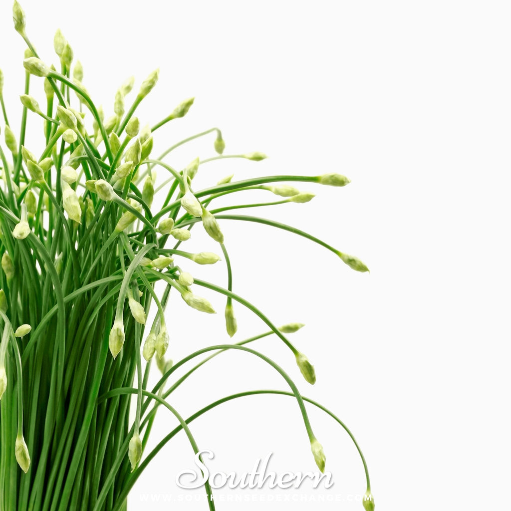 Garlic Chives – 250 Seeds Southern Seeds