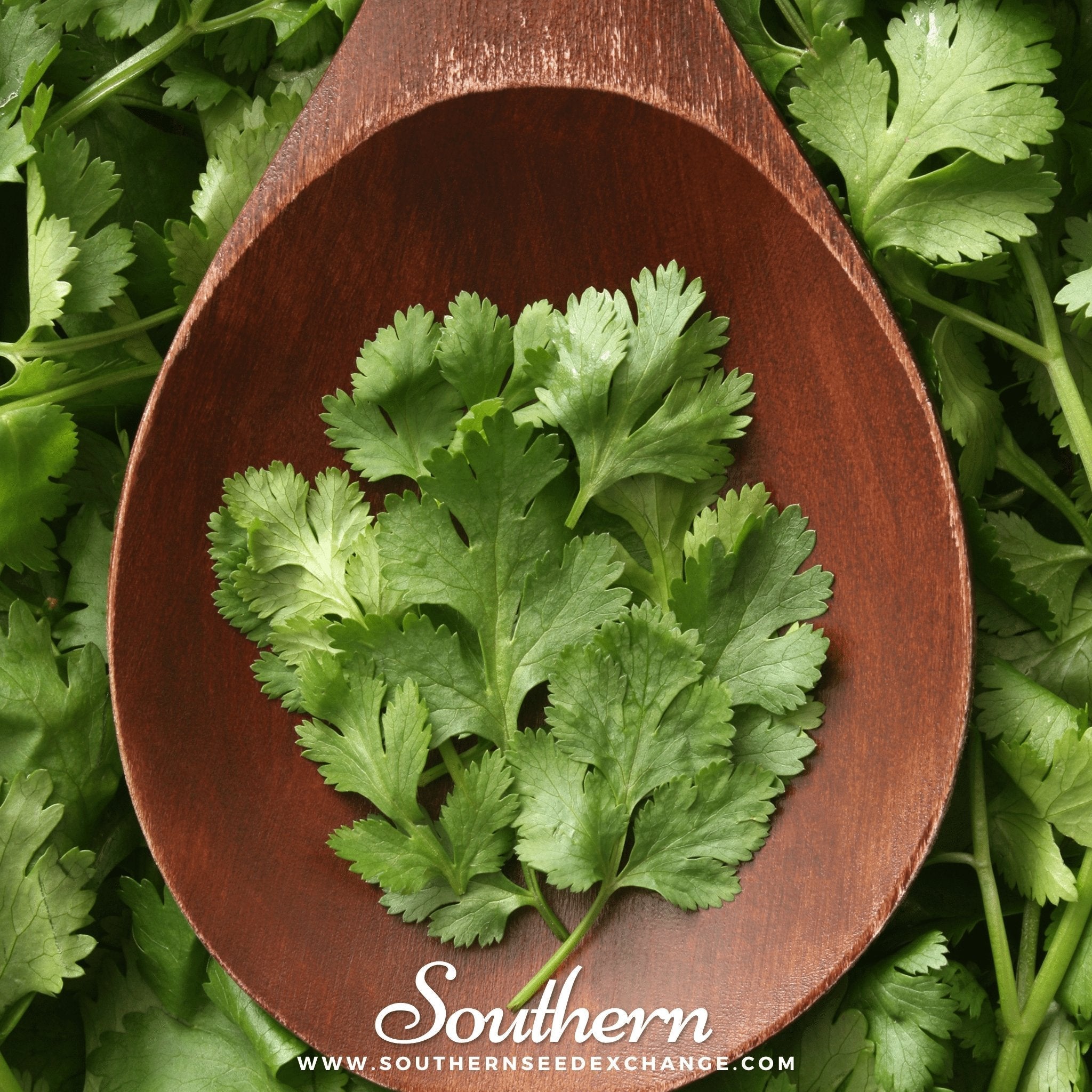 Calypso Cilantro – 100 Seeds Southern Seeds