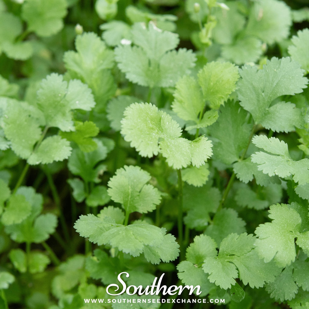 Calypso Cilantro – 100 Seeds Southern Seeds