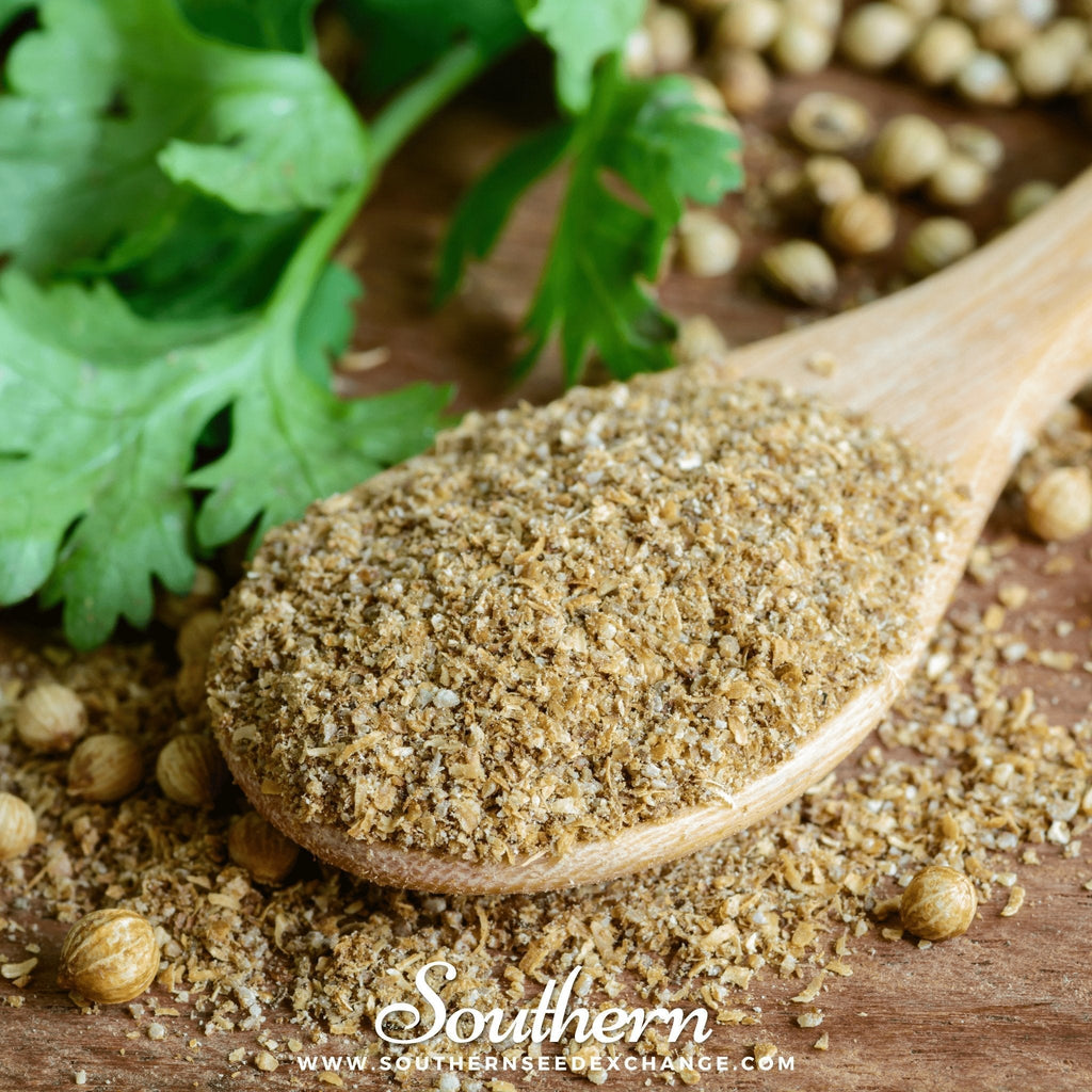 Calypso Cilantro – 100 Seeds Southern Seeds