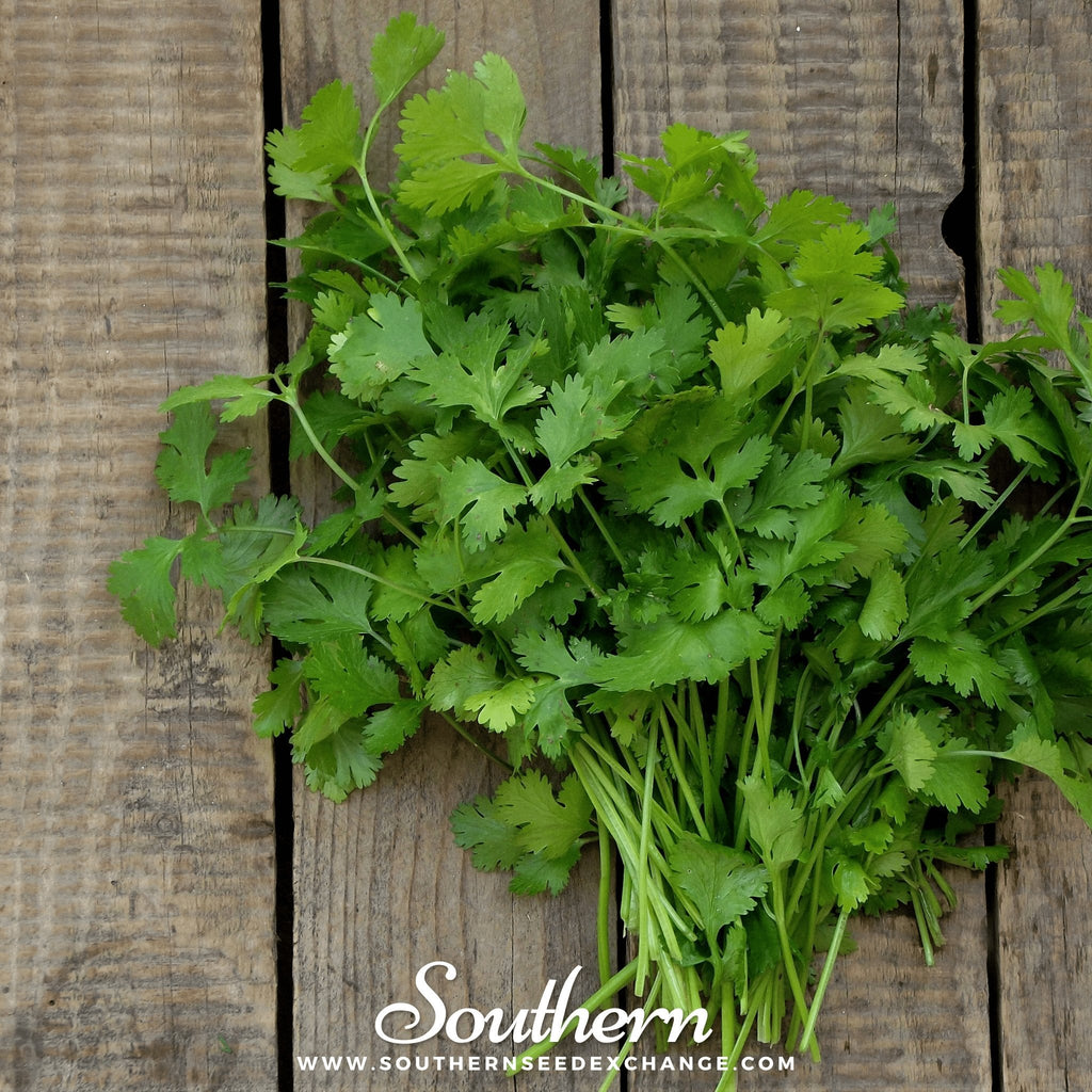 Calypso Cilantro – 100 Seeds Southern Seeds